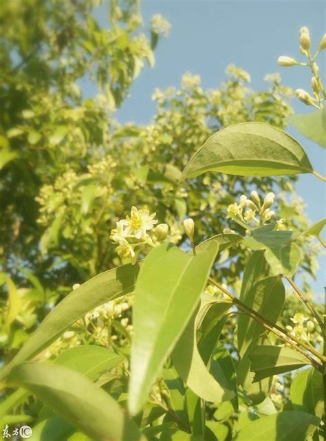 樟樹香味